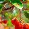 Bunch of cherries hanging on a tree